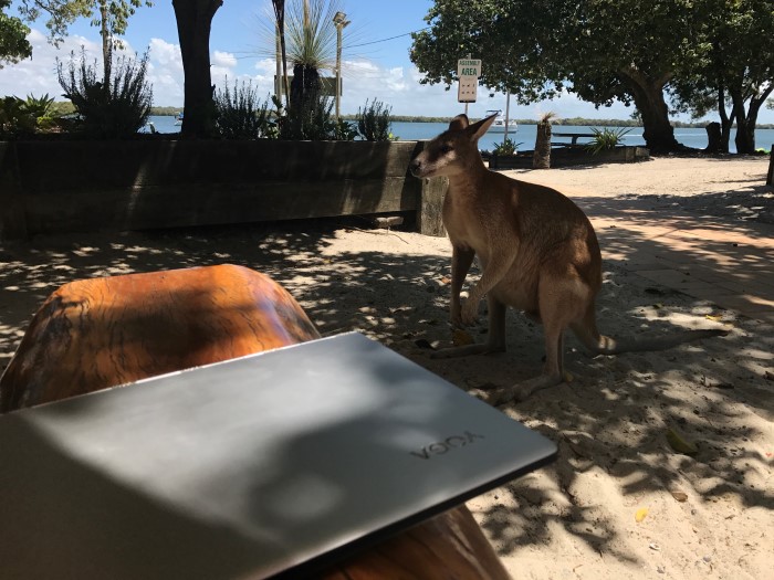 Kangaroo eyeing off the Yoga 900